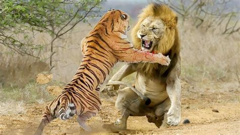 The Lion and the Tiger: A Battle for Protection